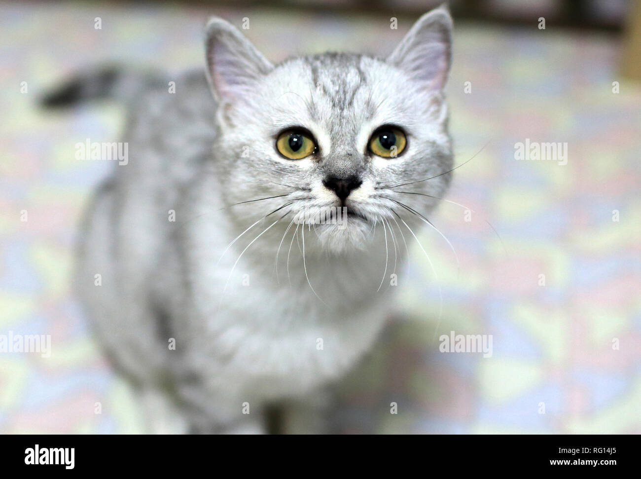 Kurze Haare graue Katze Stockfoto
