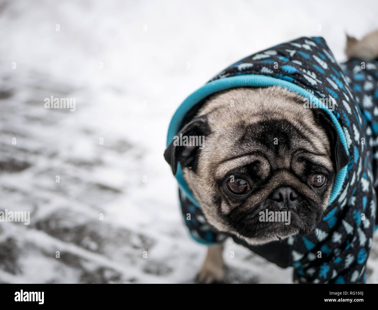 Kleiner Hund Mops in Jacke Stockfoto