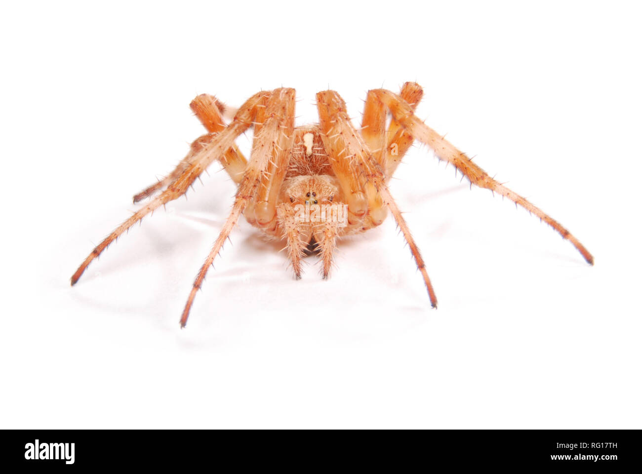 Weibliche Spinne Kreuzritter (Araneus Diadematus) isoliert auf weiss. Close-up Stockfoto