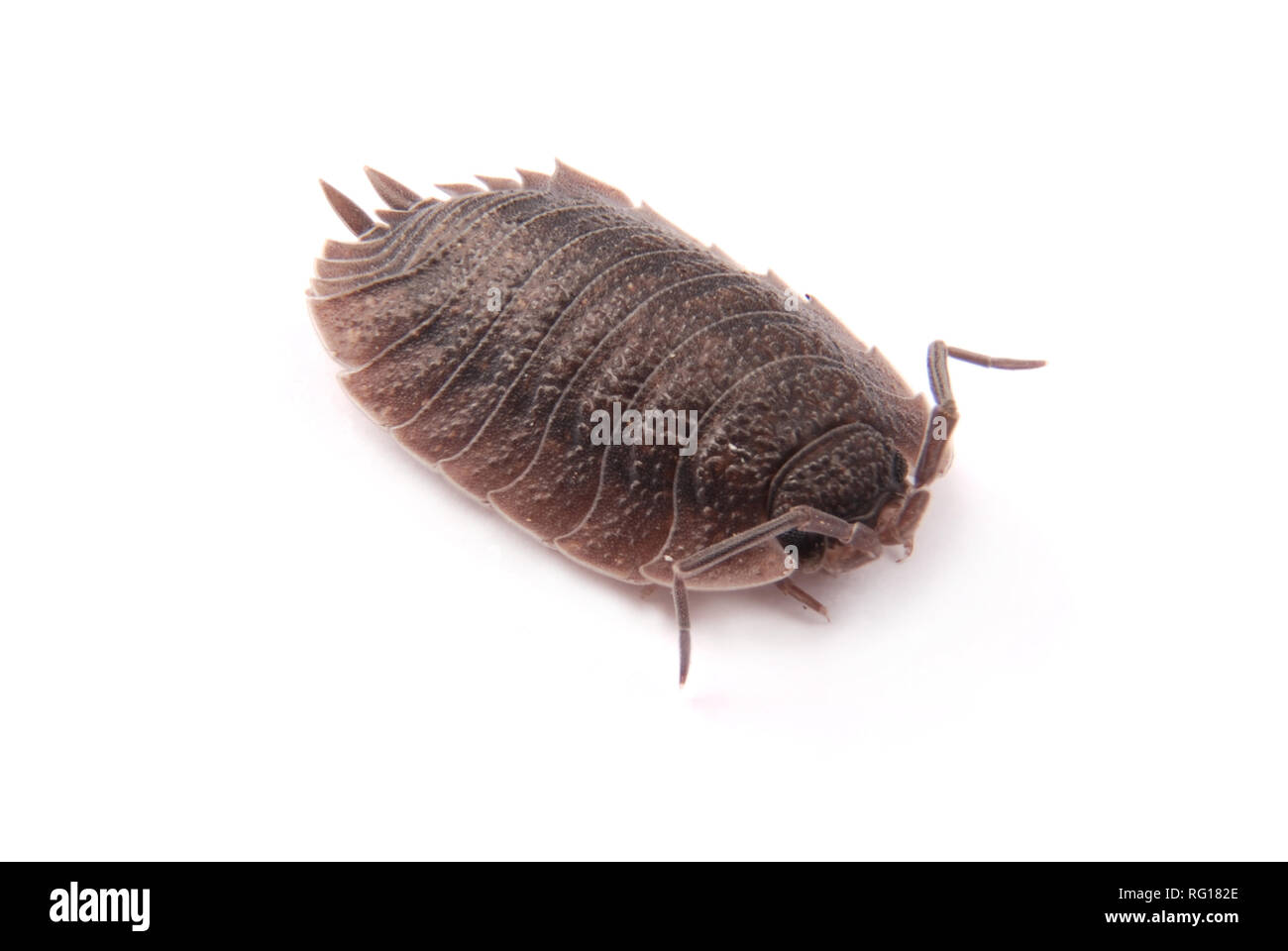 Nahaufnahme von einem gemeinsamen Asseln (Porcellio Scaber) von der Vorderseite isoliert auf weißem Hintergrund mit weichen Schatten Stockfoto