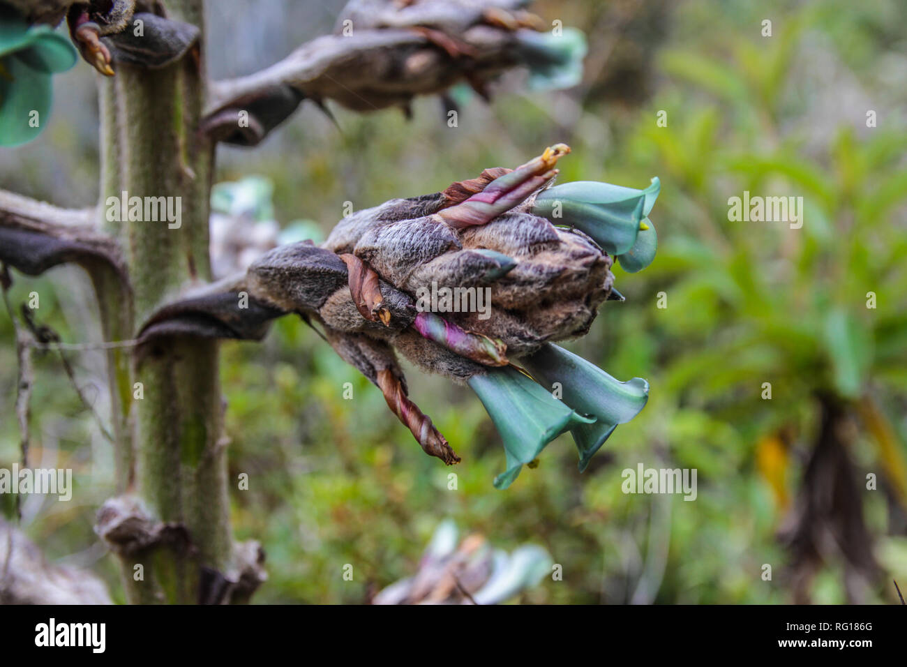 Grüne blühende Blume Puya Sp., wachsen in grosser Höhe nebelwälder von Peru und Chile Stockfoto