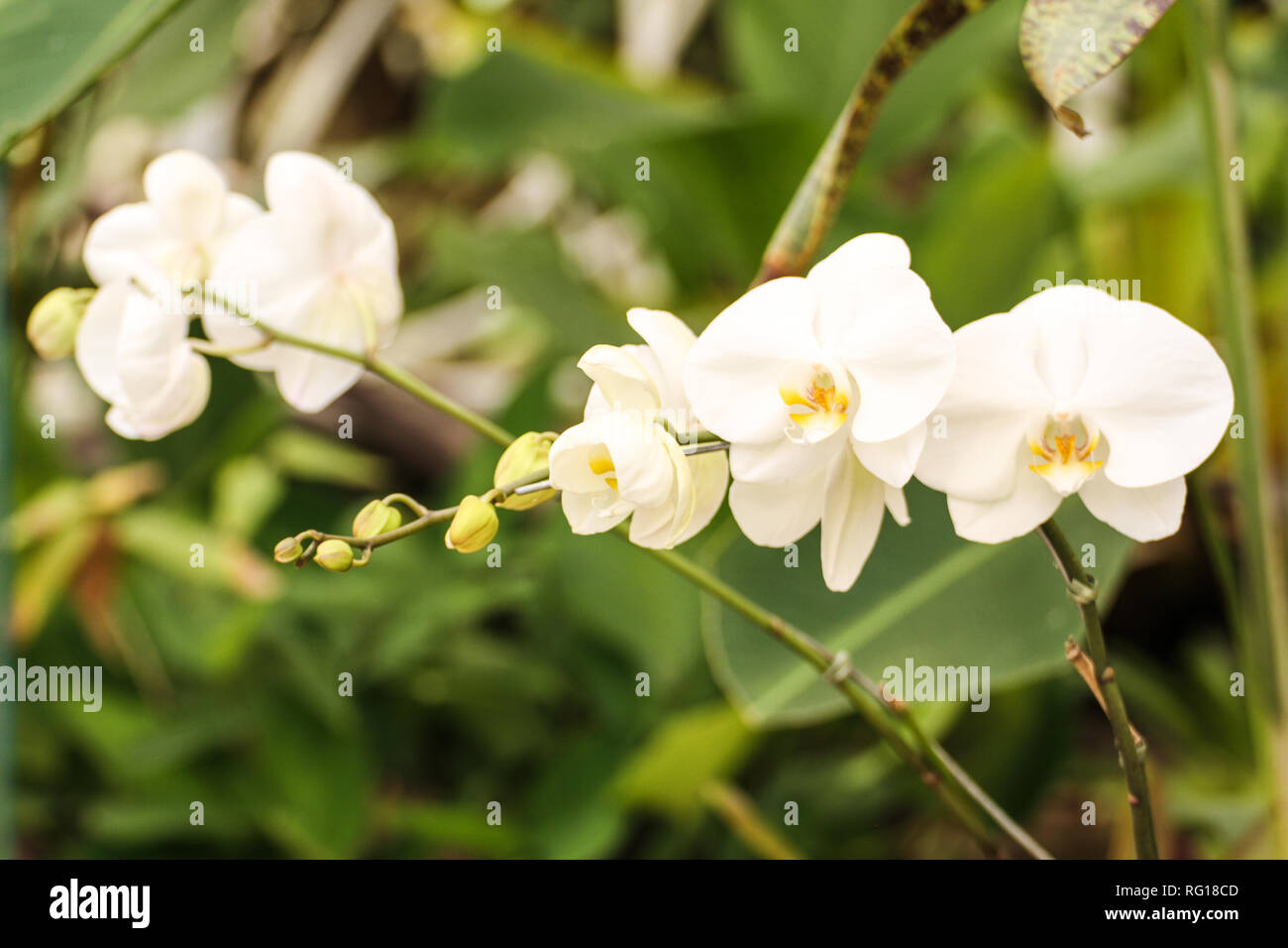 Weiße Orchidee aus Südamerika Stockfoto