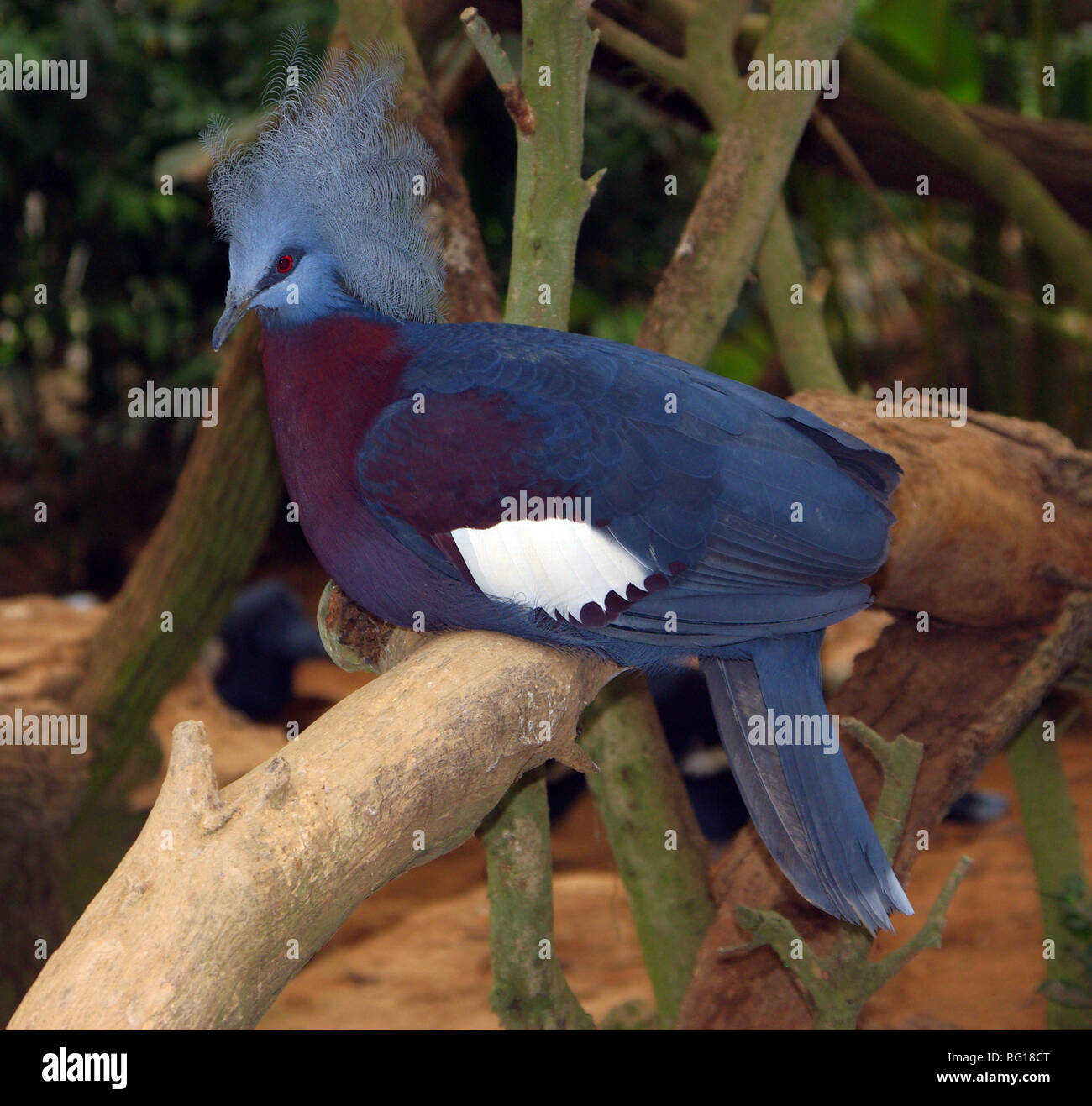 Victoria gekrönte Taube (Goura Victoria) Stockfoto