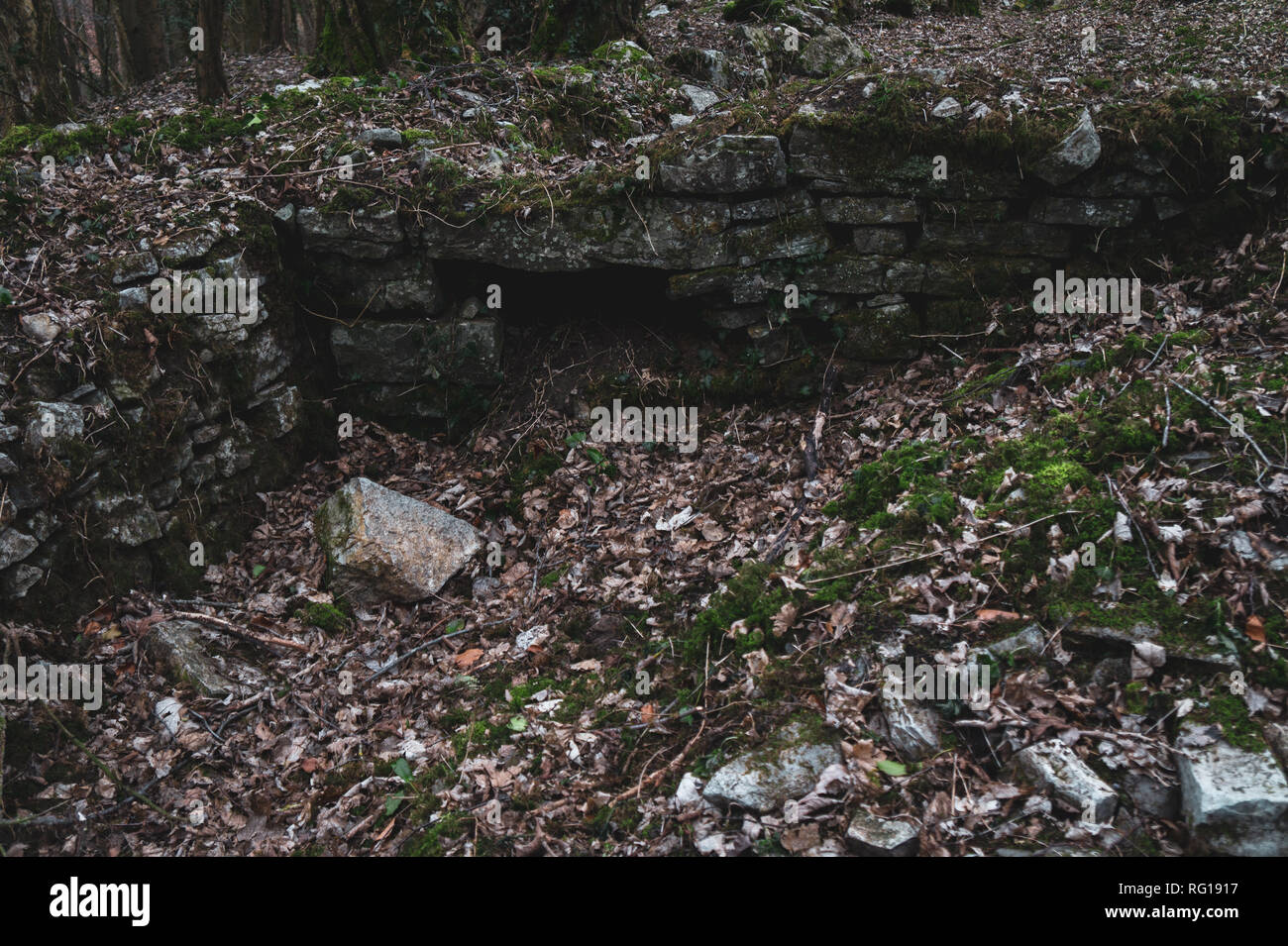 Ruiniert Wand in einem Wald Stockfoto