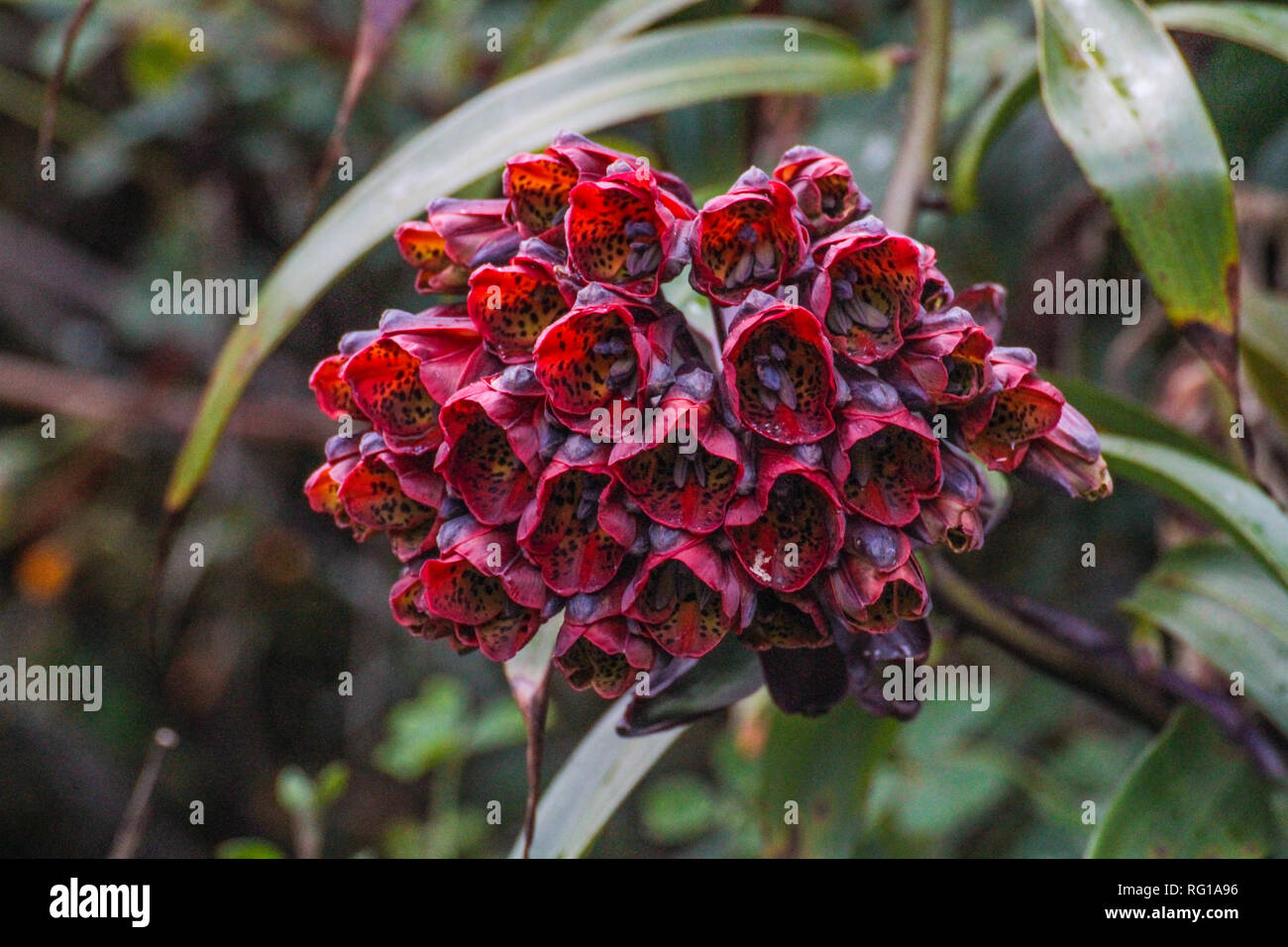 Seltene rote Blume von Südamerika Stockfoto