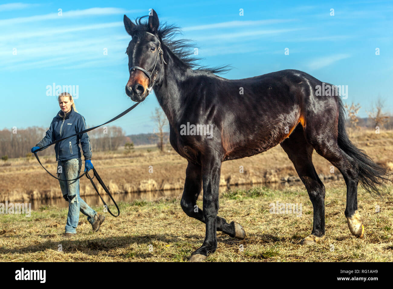 Pferd an der leine -Fotos und -Bildmaterial in hoher Auflösung – Alamy