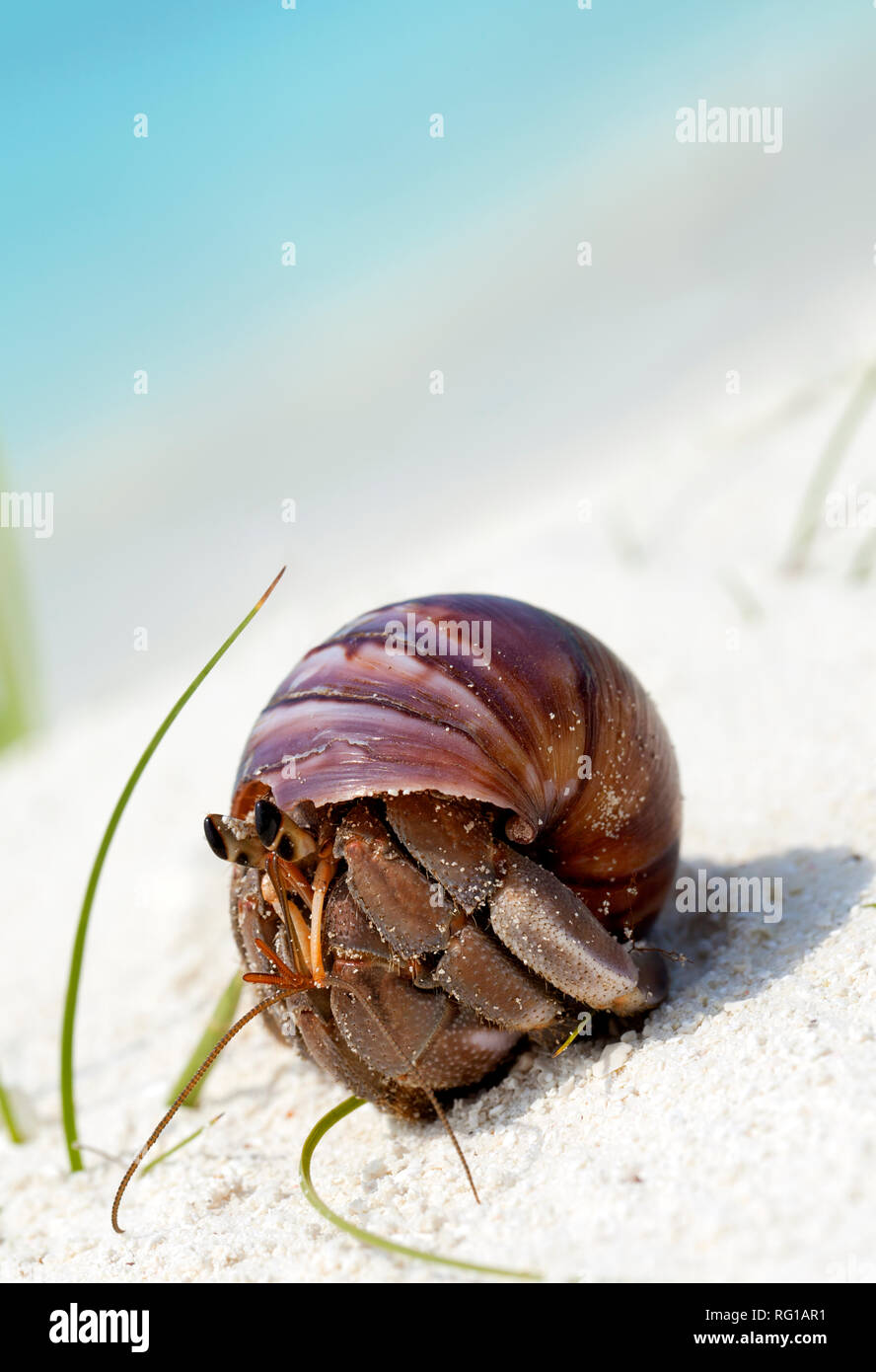 Einsiedlerkrebs, Meeru Island Resort, Malediven, Indischer Ozean, Asien Stockfoto