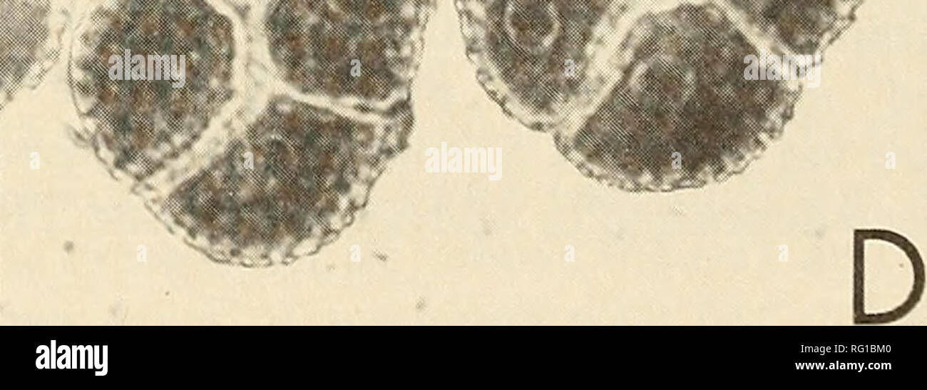 . Die kanadische Feld - naturforscher. . I^JH B. Abbildung 5. Pollen von spiranthes. A, S. romanzoffiana lacera X, dyade 24,0 X 48,0/um und monade 35,2 X 36,8/um; B, 5. lacera X romanzoffiana, eine Gruppe von 6, 35,2 X 44,8 ^m; C, 5. lacera, tetrade 30,4 X 35,2 um; D, 5. Romanzoffiana. Größere tetrade 38,4 X 44,8 ism.. Bitte beachten Sie, dass diese Bilder sind von der gescannten Seite Bilder, die digital für die Lesbarkeit verbessert haben mögen - Färbung und Aussehen dieser Abbildungen können nicht perfekt dem Original ähneln. extrahiert. Ottawa Field-Naturalists' Club. Ottawa, Ottawa Field-Naturalists' Club Stockfoto