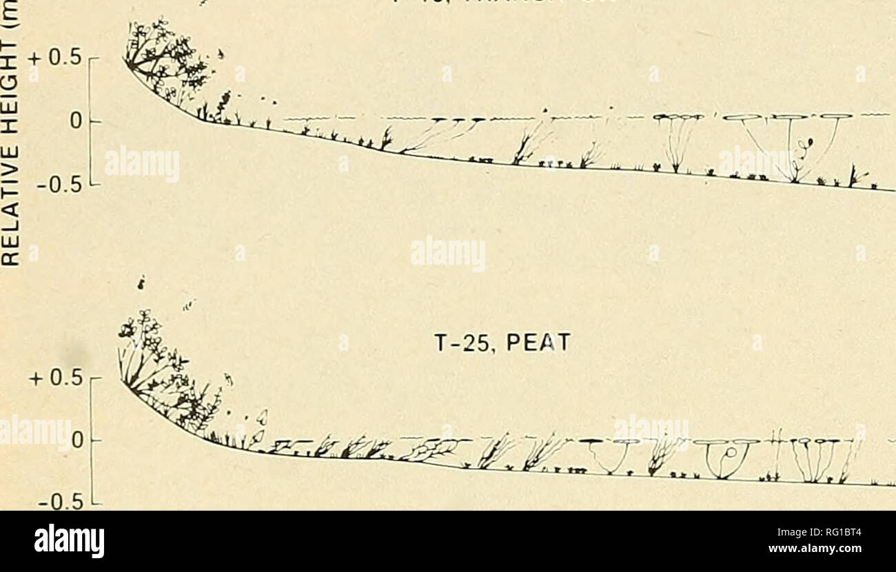 . Die kanadische Feld - naturforscher. * * * Â â¢ V * T-13. Übergang. IWZ KZZK^^ 0 10 20 30 40 50 60 Entfernung (m) Abbildung 4. Schematische Profile durch Transekten vertreten - zinsgarantie die drei wichtigsten shorehne Arten untersucht. Beachten Sie die Erhöhung der Abdeckung von Sand durch Transi- Küstenlinien zu Torf. A'^. Sp.. Viele floating-leaved aquatics, wie B. schreberi, N. ordorata. Nuphar variegatum (Gelb Teich - Lily) und Unter oakesianus, erreichte ihren Höhepunkt Fülle hier. MyriophyUum dortmanna tenellum, L., U. cornuta und/. pelocarpus Alle in der Frequenz verringert auf Torf Küstenlinien. Eleocharis Stockfoto