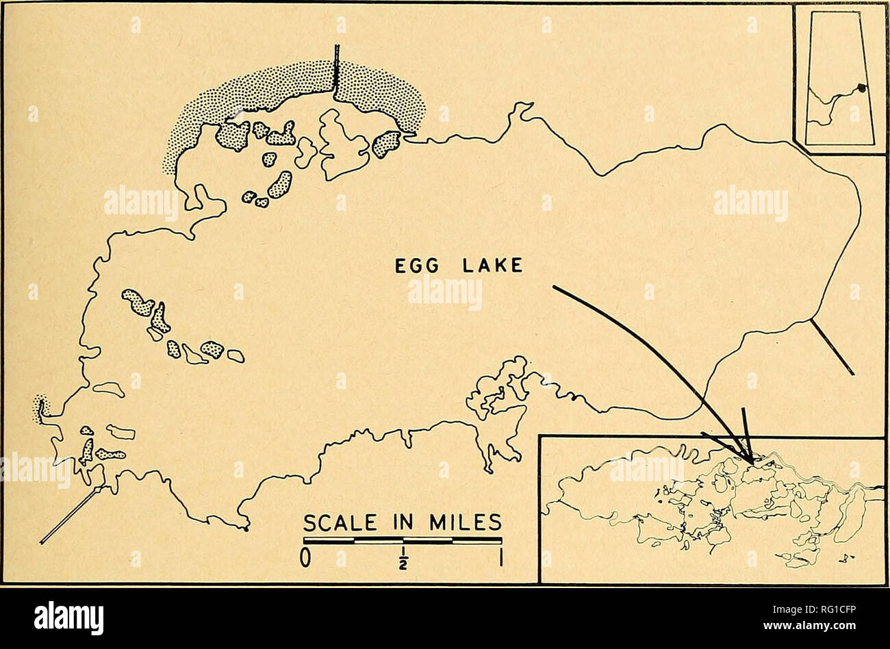 . Die kanadische Feld - naturforscher. 1966 Townsend: Wasservögel Nisten 75. Abbildung 1. Karte von Studie. Gepunkteten Bereiche wurden durchsucht für Nester. Inset unten rechts zeigt Ei See im Verhältnis zu den anderen Seen auf der Miete. Die vorliegende Untersuchung wurde von Ducks Unlimited (Kanada) und tiie Universität von Wisconsin finanziert. C. H. Molder führte einen großen Teil des Nestes 1963 suchen. Dank J. R. H. Noble, der mitgelieferten unpub veröffentlichten klimatischen Durchschnittswerte für Cumberland House. Ich bin R. A. McCabe, J. J. Hickey, L. B. Keith, und W. G. Leitch für kritisch beraten. Methoden der intensiven Nest Stockfoto