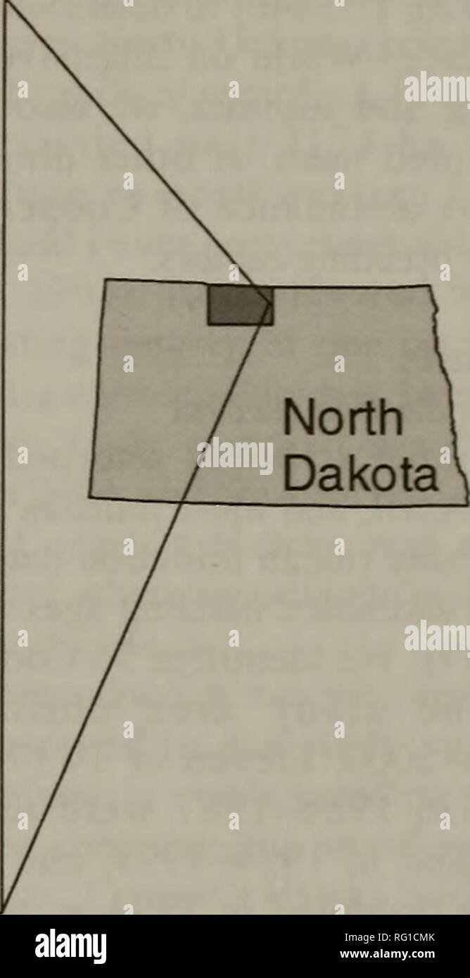 . Die kanadische Feld - naturforscher. Natural History. IN EINEM B m Intensiv gesucht, die ICH ICH nationalen Wildilife Zuflucht (NWR) 40 Kilometer. Abbildung 1. Cooper's hawk Studie in der Souris River Basin north-central North Dakota während 1994-1996 und 1998-2000, und zwei intensive Studie Bereiche: A=1998 intensive Studie (3951 ha), mit 15 nest Bereiche (10 im Jahr 1998 belegt); und B = 1996 intensive Studie (5263 ha), 18 Nest. Open Water, und ländliche Städte und Gemeinden jeweils 23 d alten Steenhof [1987]). Wir definiert ein Nest, wie das Gebiet in einem Umkreis von 0,4 km der ursprünglichen Nest Stockfoto