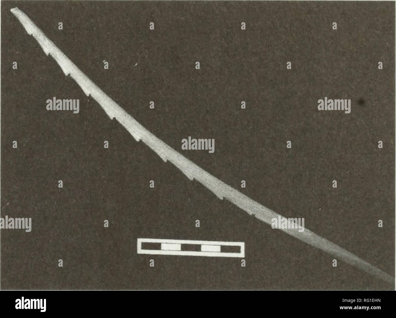 . Die kanadische Feld - naturforscher. Natural History; Baron. 2005 Anhang 135 Eine alte Wolf, Canus lupus, den und den damit verbundenen menschlichen Aktivität in den Südwestlichen Yukon Territory Richard Farnell 1, S. Gregory Hase 2, und Daniel R. Drummond 'Abteilung für Umwelt, Regierung des Yukon, Box 11978, Whitehorse, Yukon, Yl A2 C6 Kanada Ministerium für Tourismus und Kultur, Regierung des Yukon, Box 11978, Whitehorse, Yukon, Yl A2 C6 Kanada Farnell, Richard, S. Gregory Hase, und Daniel R. Drummond. 2005. Eine alte Wolf Höhle und die damit verbundenen menschlichen Aktivität in den südwestlichen Yukon Territory. Kanadische Stockfoto