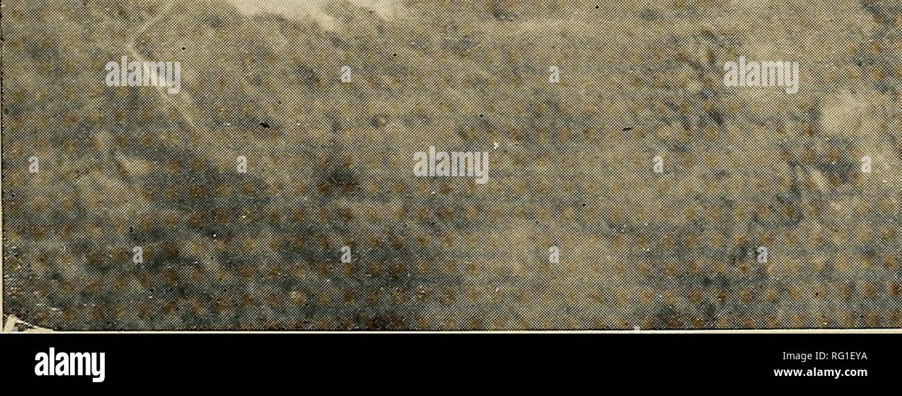 . Die kanadische Feld - naturforscher. . Abbildung 2.-DIE TYPISCHEN WINTERSCHLAF DEN. Einen Winterschlaf Hobbyraum ist häufig ein Teil eines normalen Höhle schalten Sie aus dem Hauptmenü den versiegelt oder indem Sie alle verbinden Burrows sehr erfolgreich angeschlossen. Es kann jedoch ziemlich fern abseits der großen Sommer den ausgeblendet werden. Es ist sicher für die Zwecke der Treuhandanstalt solche natürlichen Feinde wie der Dachs und dem Coyote versiegelt und ohne solche Gäste der Höhle wie Grillen, Mäuse, pocket gopher, Salamander, Kröten und Baum Kröten, die auch in den Höhlen der großen Höhlen sind im Winter gefunden. Der Winterschlaf den Cont Stockfoto