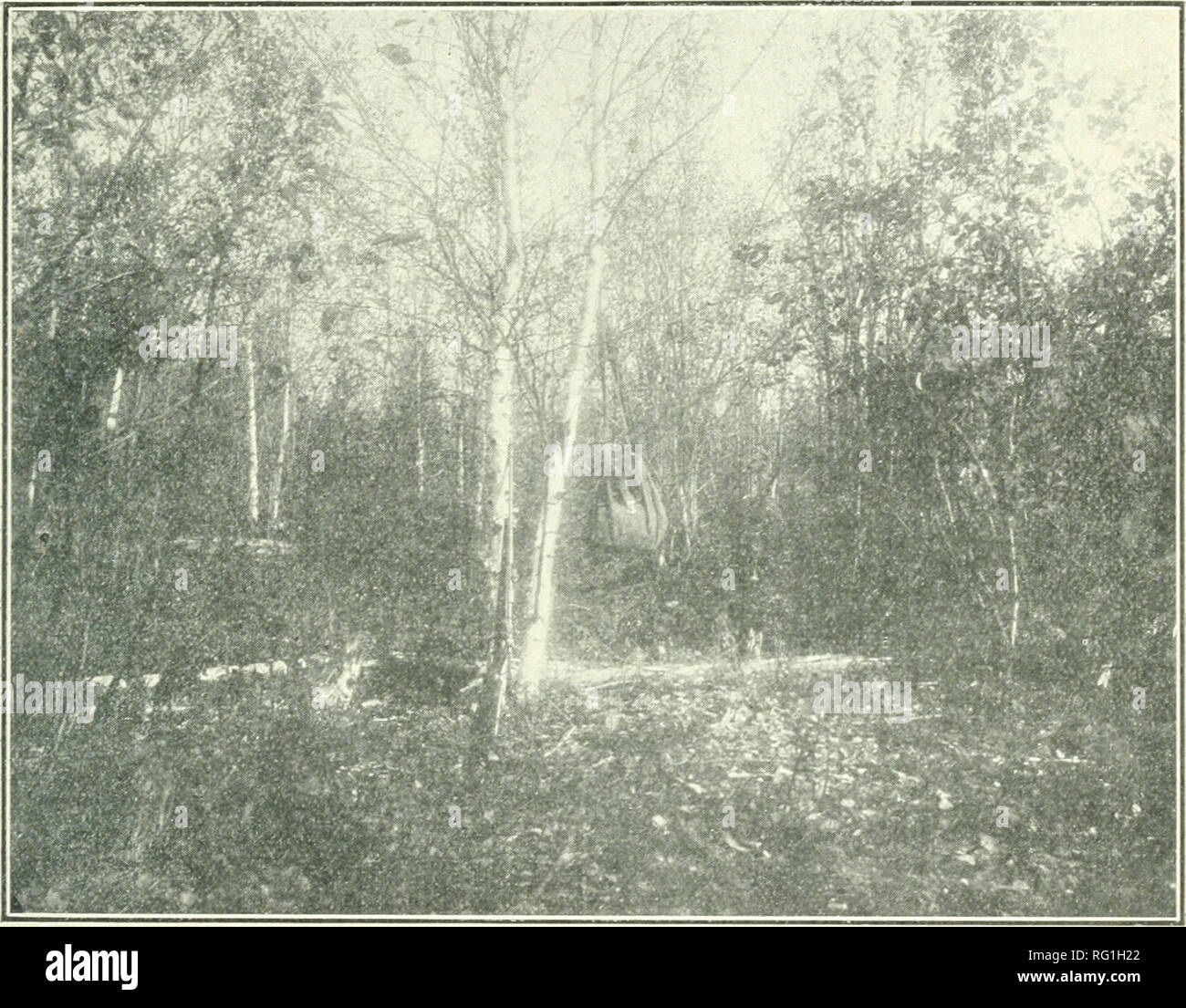 . Kanadische Forstwirtschaft Zeitschrift. Wälder und Forstwirtschaft - Kanada Zeitschriften. Kanadische ournal Forestrp 3 Vol., XII. Februar, 1916. (Gedruckt in Kingston, Ontario) Nr. 2. T.R.T. Foto. Ton Ebene in den Northern Unterteilung der Berggebiete Land. Wälder des Bezirks von Patricia Bevölkerung, 3000 Inder, 9 weiße - Averag-e für das ganze Land über zwei Kabel pro Acre. Von J. B. Tyrrell, M.A., M.E., F.R.S. C, F.G.S. Der Bezirk von Patricia liegt im äußersten Nord-westlichen Teil der Provinz von Ontario und consti- tutes, riesige neue Land, das vor kurzem hat über die ihm vom Dominion übergeben worden ist. Stockfoto