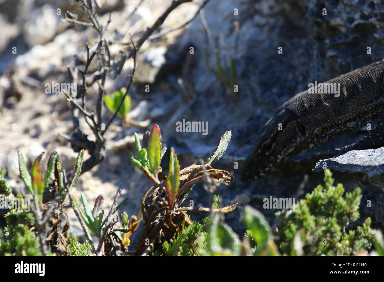 Australien Eidechse in der natürlichen Umgebung in der Nähe der Great Ocean Road Stockfoto