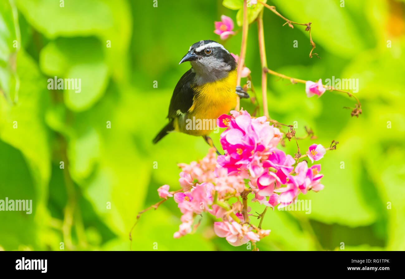 Bananaquit (Coereba flaveola) Kleine, gelbe und schwarze Vogel auf rosa blühender Strauch in Speyside, Tobago. Der bananaquit speist sich von Nektar. Landschaft Stockfoto