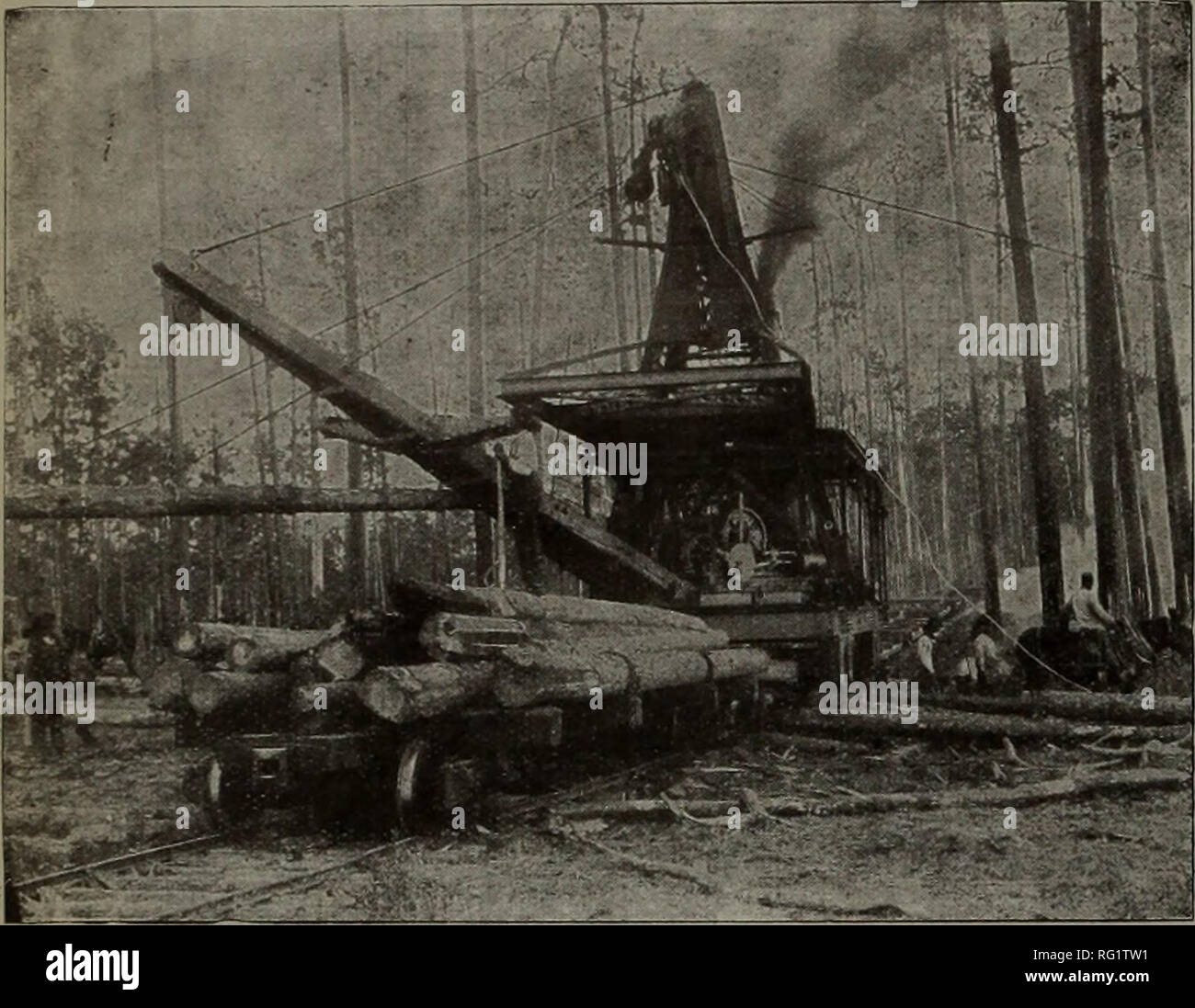 Kanadische Forstindustrie 1910 Holzschlag Wälder Und