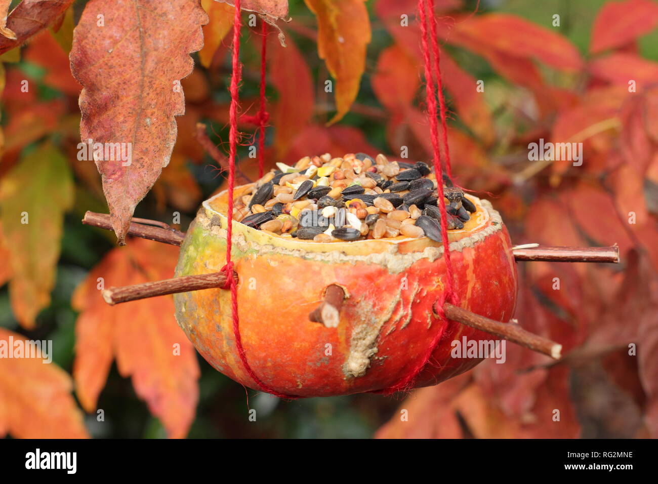 Hausgemachte Bird Feeder aus einem Kürbis geschnitzt, gefüllt mit Samen und Nüsse im Herbst - Oktober, Großbritannien Stockfoto