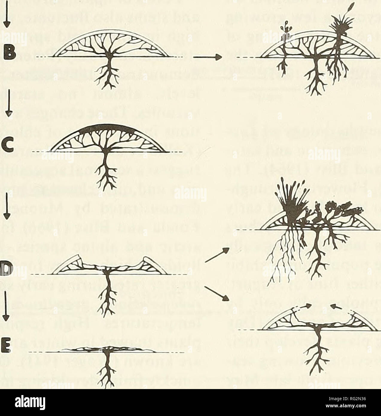 . Die kanadische Feld - naturforscher. 1984 TAG: DfA Stifte/A LAPPONICA IN NEUFUNDLAND 429. H Abbildung 3. Leben Geschichte der Diapensia lapponica A-Keimen, B = Reifung. C = Schaden, D-Degeneration, E = Tod, F und G-Kolonisierung durch andere Arten, permanente oder temporäre Epiphyten. H=Self repair durch Schießen proliferation nach Schäden. Ziente Phosphor reabsorbance aus der toten und sterbenden Blätter. Wachstum und Entwicklung Abbildung 1 D zeigt eine frisch gekeimten Sämling mit zwei Fleischigen Keimblätter ähnlich wie die Reifen richtig verlässt. Die entwicklungspolitischen Leben Geschichte der Diapetisia Anlage (Abbildung 3) Adapter Stockfoto