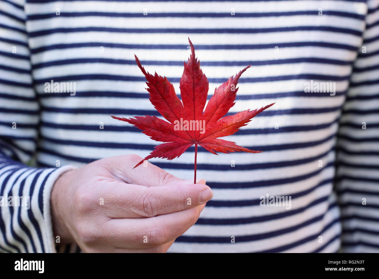 Herbstblatt. Rotes Ahornblatt im Herbst. UK Stockfoto