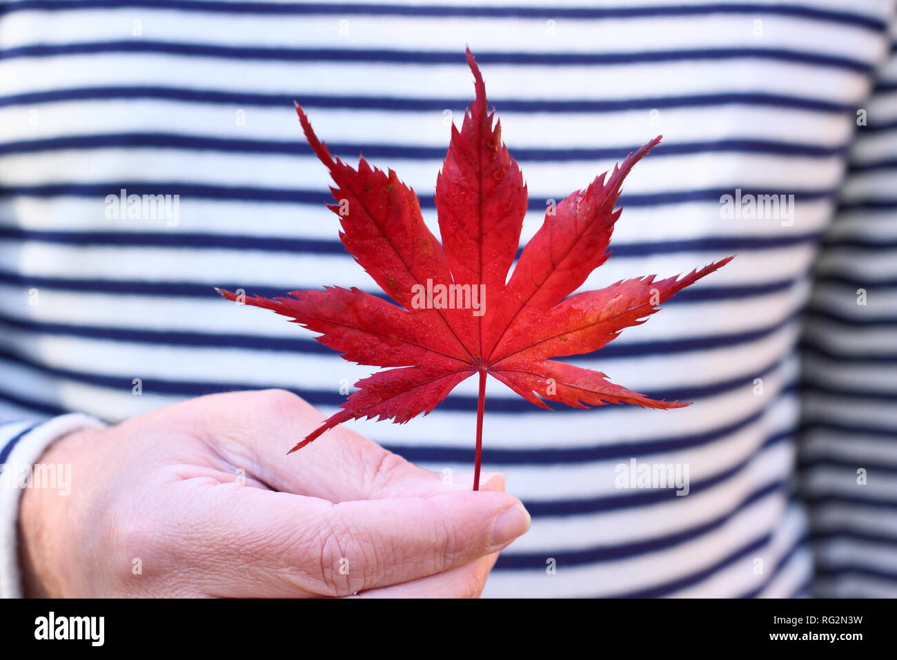 Herbstblatt. Rotes Ahornblatt im Herbst. UK Stockfoto