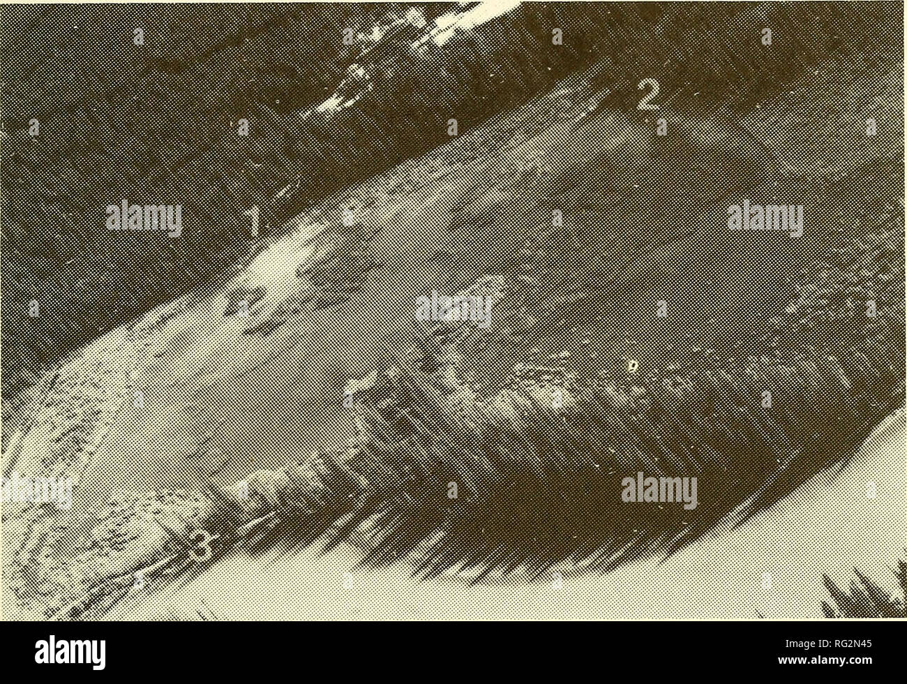 . Die kanadische Feld - naturforscher. 1988 Lanteigne: Status des Banff Longnose Dace 173. Abbildung 3. Luftaufnahme der Sumpf am Zustrom der Höhle und Waschbecken Hotsprings, an Bantf Nationalpark, Alberta: 1) Mittelzufluss aus der Höhle Hotspring; 2) Zufluss des Beckens Hotspring; 3) Auslass des Sumpfes zu den Bow River. teinperaturewas 26°C (NMC 71-0218). OnI 6. Mai 1981, eine Probe (UA 4613) in die Höhle Hotspring Zufluss bei einer Wassertemperatur von 22,5°C gesammelt worden; fünf Exemplare (UA 4615) waren auch dort am 17. Mai 1981 erhoben, bei einer Wassertemperatur von 24°C einer Probe (U4614) auch auf gesammelt wurden Stockfoto