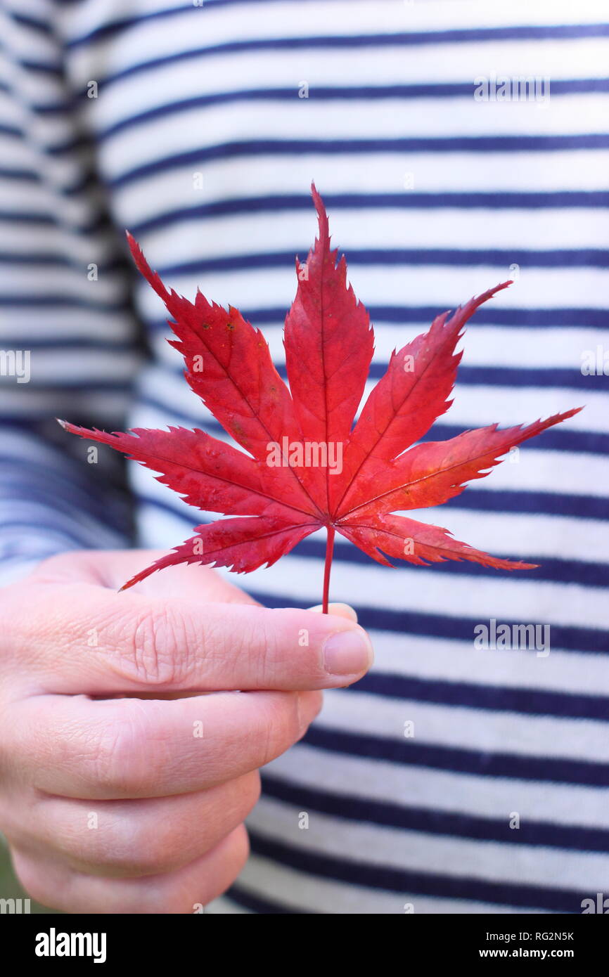 Ahornblatt im Herbst. Mann mit rotem Acer palmatum Blatt Oktober, Großbritannien Stockfoto