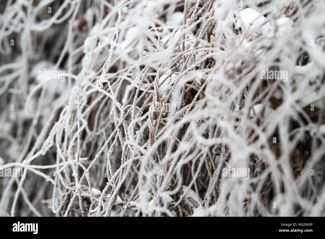 Schönen Winter Blick auf kleine gefrorene Äste in der Nähe von House Zaun. Stockfoto