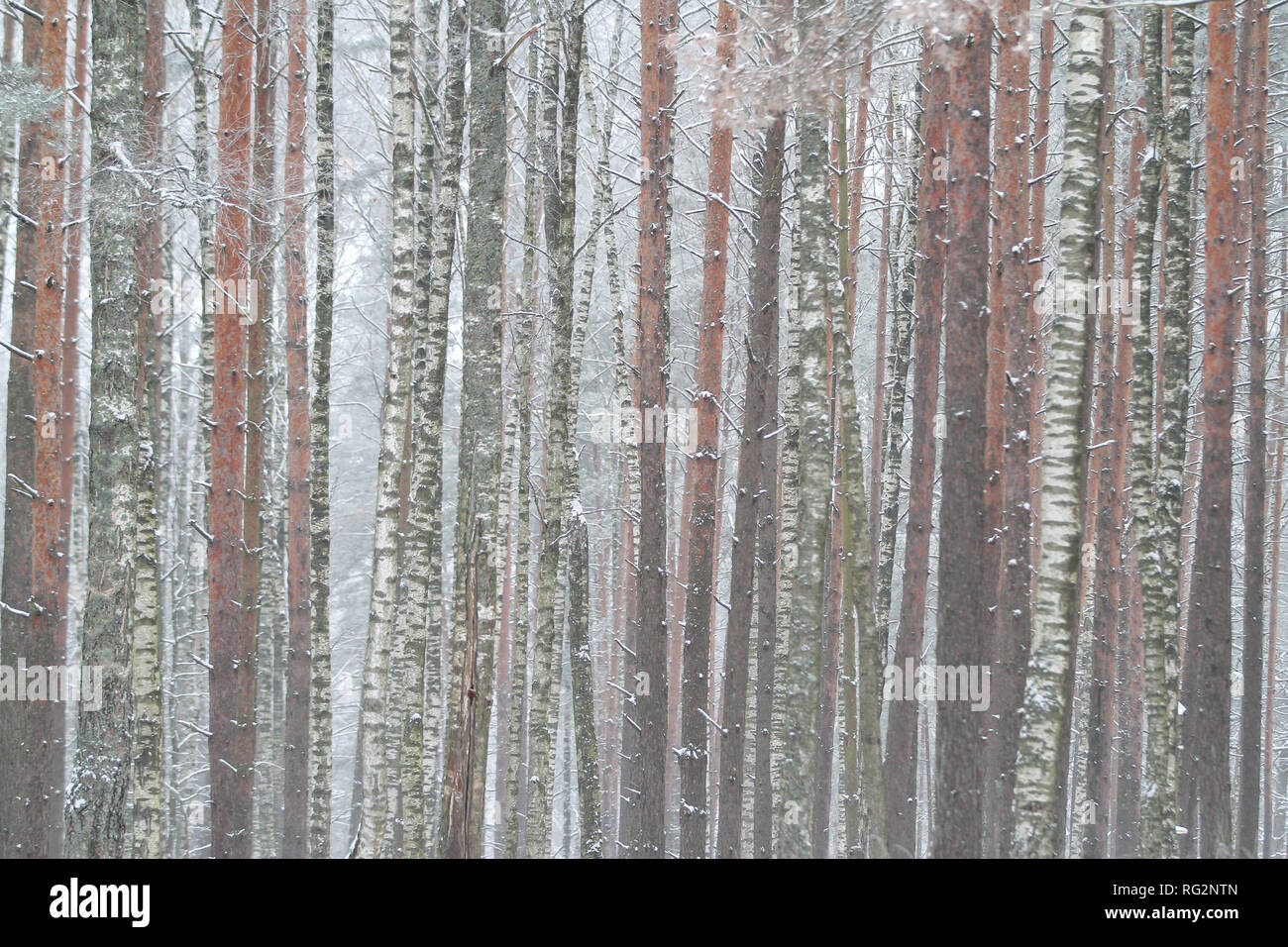 Schönen, kalten Wintertag Blick auf natürliche Wald mit weißen Schnee alle über den Wald. Foto in einer Landschaft Wald, Lettland, Europa übernommen. Stockfoto