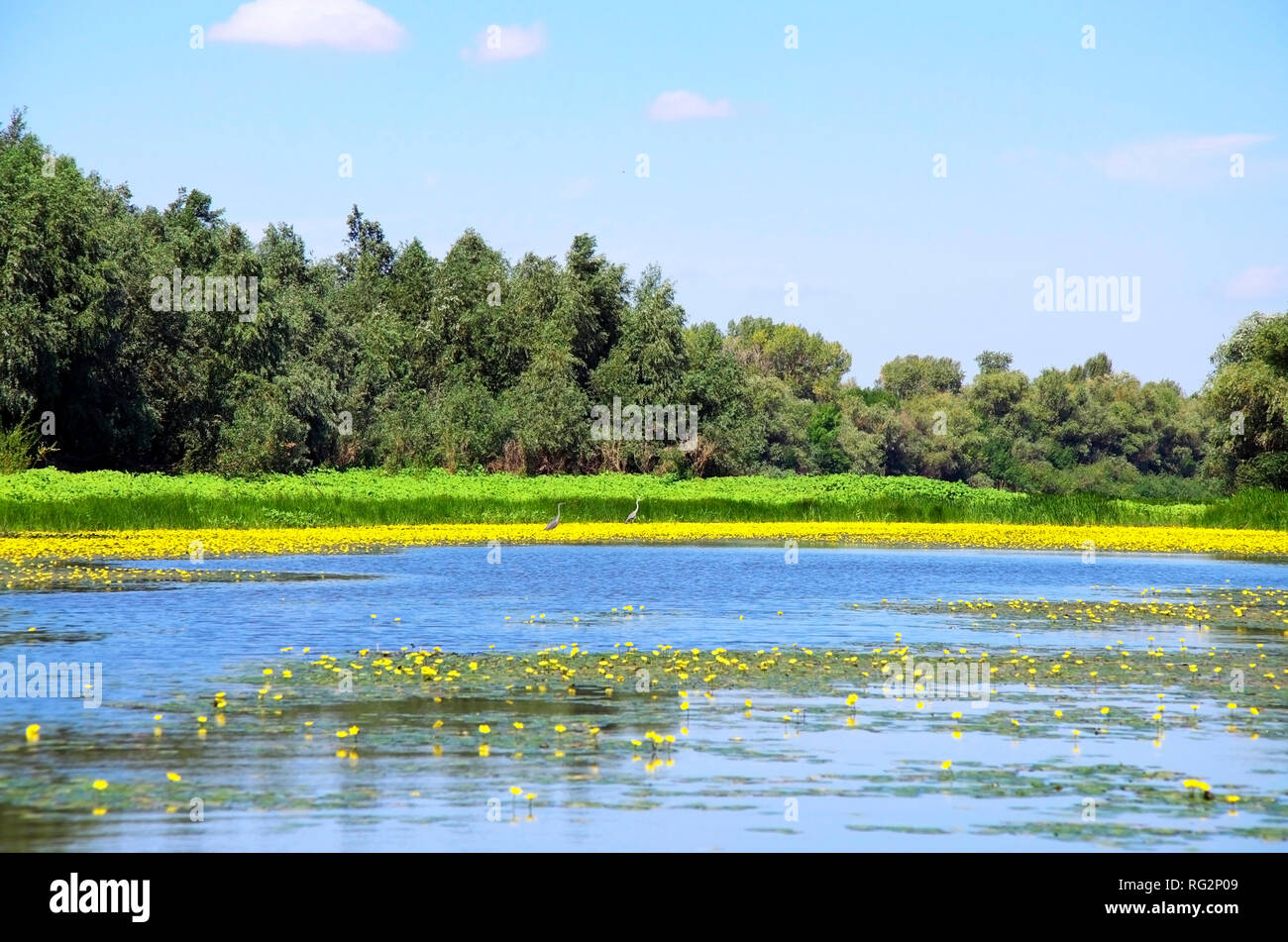 Auf dem Foto ist eine Flusslandschaft mit einer Küstenlinie auf denen gibt es eine Reiher herum gehen und viele gelbe Lilien. Stockfoto
