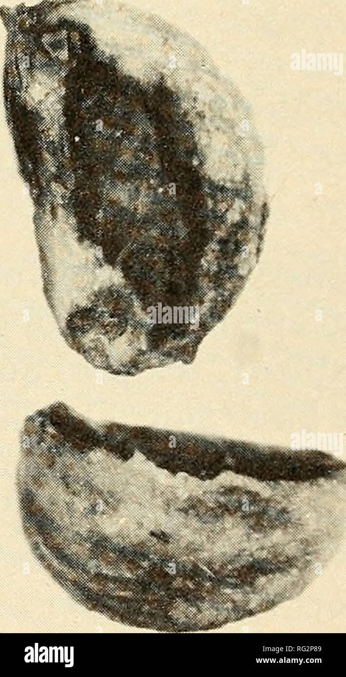 . Die kanadische Feld - naturforscher. . Abbildungen 1^. Crataegus chrysocarpa{Eh) und C. succulenta (rechts). 1, anzeigen lässt Unterschiede in der Größe in anthesis, in Blatt Dichte durch Stärke und Größe und Position der Zähne. 2, Drüsen auf Blatt Zähne sind mehr auf C. Chrysocarpa. 3, Verschraubungen an der Kelchblätter (und auf caducous Nebenblätter) sind unterschiedliche und sessile auf C R/2 RV 5 orar/7a und weniger deutlich auf mehr Zähne von C. succulenta. 4, Nutlets mit gerauhter Innenseite auf C. chrysocarpa und dunklen Grube, die mit einem reibungslosen Membran in C. succulenta abgedeckt werden können. An der breitesten Stelle ist vertreten diagramatica Stockfoto