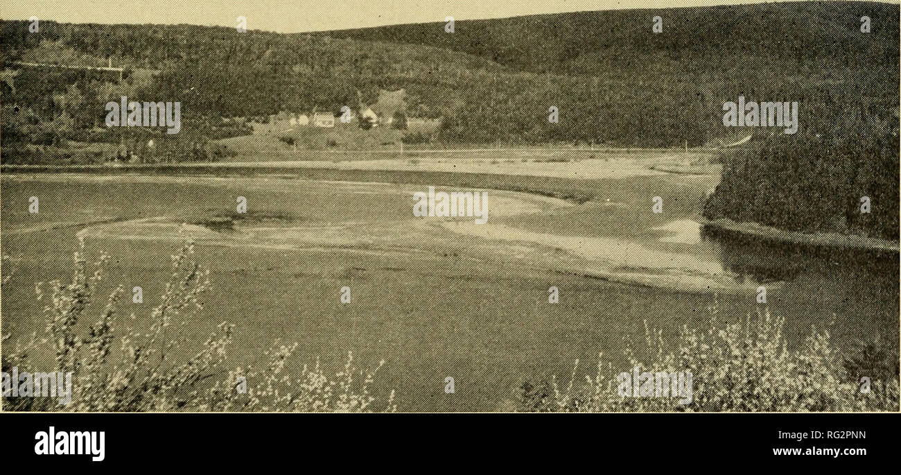 . Die kanadische Feld - naturforscher. 1971 Erskine: Vogel Gemeinschaften in Cape Breton 137 als gemeinsame Grackle war. Die Bank Swal-niedrig, wie den Eisvogel, wurde am häufigsten am Unterlauf der Flüsse, wo seine Kolonien in erodieren Ton Banken üblich waren. Die meisten anderen Vögel in Tabelle 6 gehören zu Vogel Gemeinden Hochland, und wurden von den Flüssen und Sümpfen anstoßenden auf geeignete Lebensräume erkannt. Die landvögel diskutiert kurz, für ihre Lebensräume nicht systematisch erfasst. Die Tabellen 5 und 6 zeigen, dass die meisten dieser Vögel häufiger erkannt wurden von der Mer-ganser Bereiche (riv Stockfoto