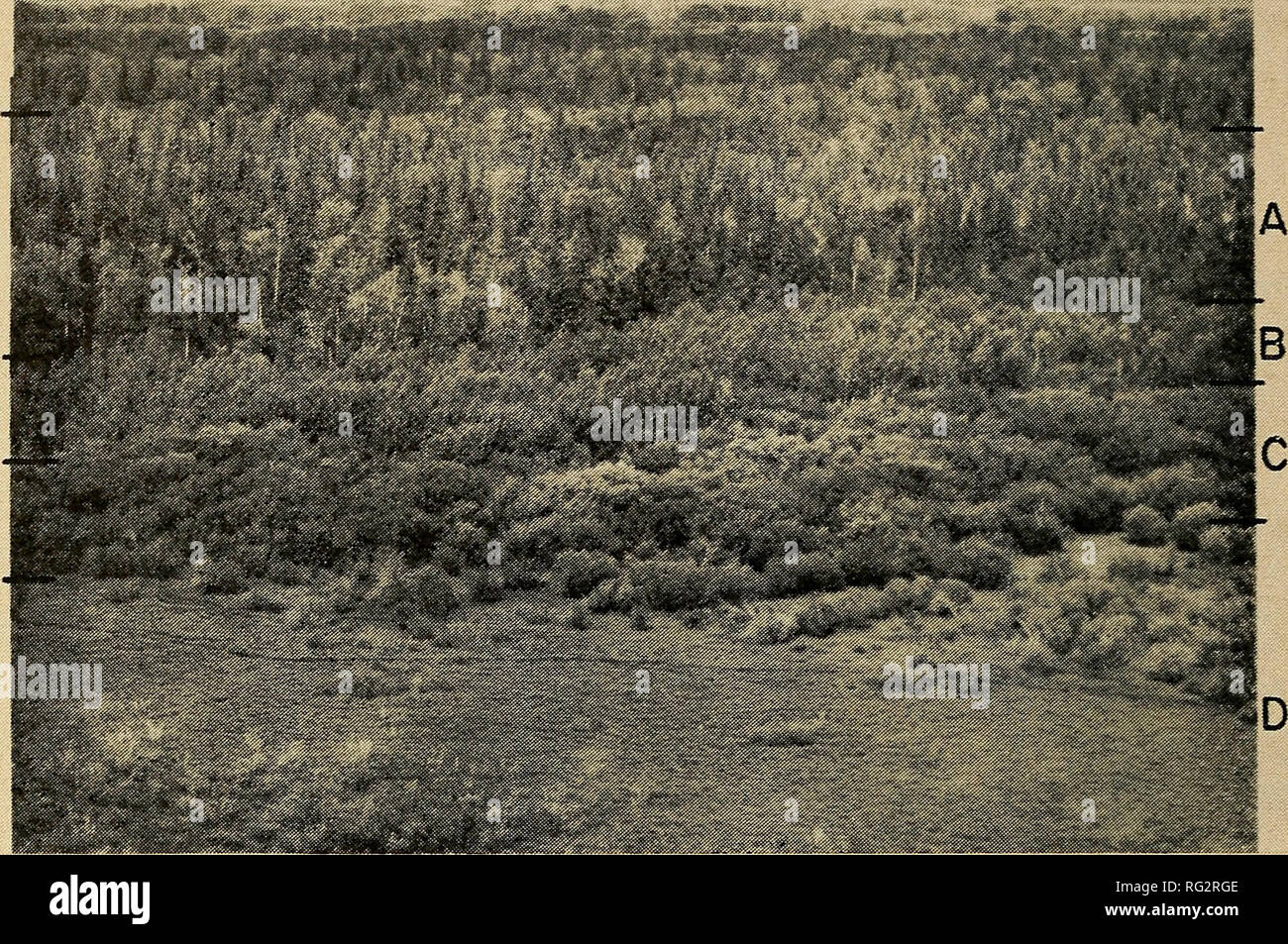 . Die kanadische Feld - naturforscher. 214 Die kanadische Field-Naturalist Vol. 83. Abbildung 2. Ansicht der alluvialen Deich der Saskatchewan River in der Nähe von Cumberland House, zeigen Beispiele der folgenden Gemeinschaften: A-Picea Hastata - laubhölzer Wald, B-Fopuhis balsa? nifera Regeneration, C-Alniis - Salix Strauch, und D-Auto ex-fen. Die Angeschwemmten-Lakustrinen Ebene ist flach und liegt unterhalb der Pegelstände der Flüsse, die durch es schlängeln. Die Flüsse sind durch natürliche Dämme von Alluvium, die wenig Boden Profil Entwicklung zeigen grenzt, vermutlich wegen der schwankenden Grundwasserspiegel und periodische gle Stockfoto