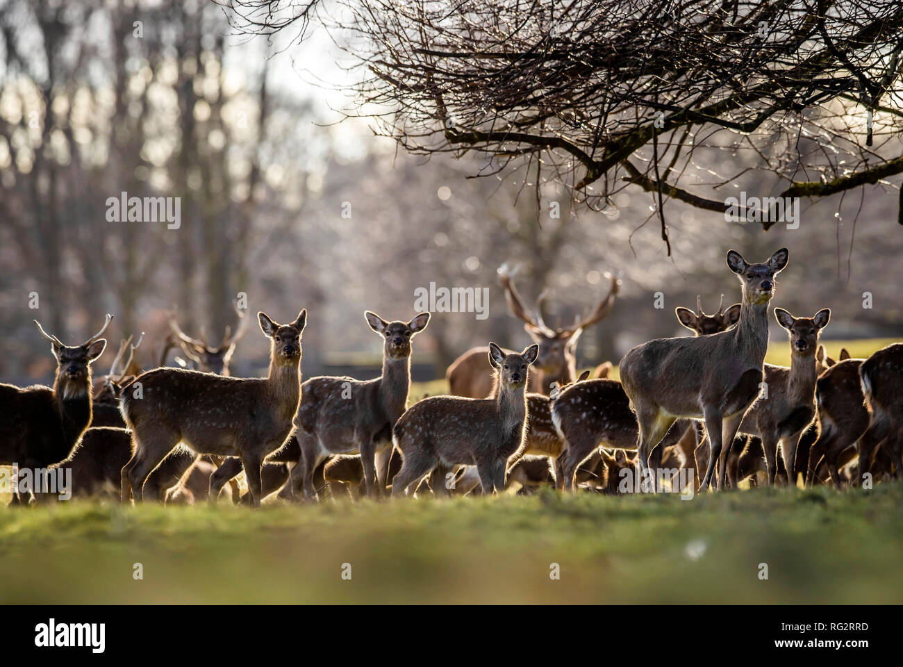 Rotwild in Studley Royal Park von Fountains Abbey in North Yorkshire. Stockfoto