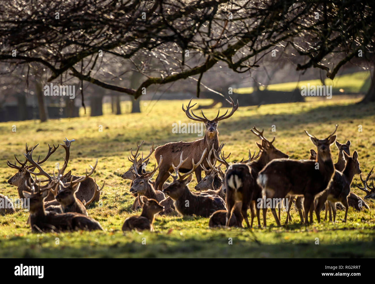 Rotwild in Studley Royal Park von Fountains Abbey in North Yorkshire. Stockfoto