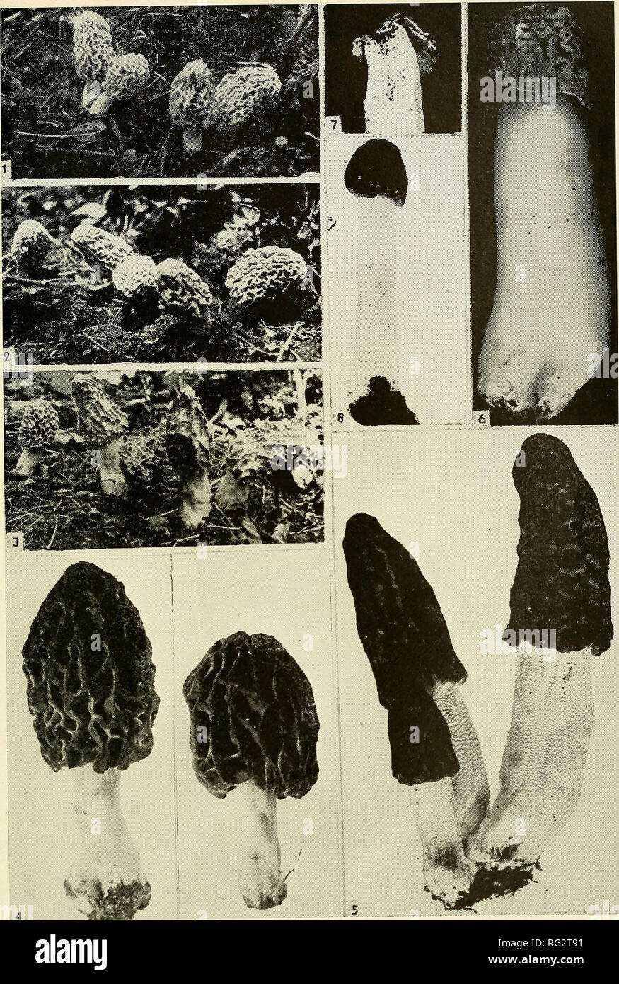 . Die kanadische Feld - naturforscher. . Abb. 1 Cluster von Obst stellen der Morchella Esculenta an Kingsmere, Que, 15. Mai fotografiert. 1952. Abb. 2 gleichen Cluster kann 18 fotografiert. Abb. 3. Gleichen Cluster kann 22 fotografiert. Abb. 4. Mor-chella Esculenta. Zwei Obst stellen. Abb. 5. M. angusticeps. Abb. 6. Verpa Bohemica, einzige Frucht Körper. Abb. 7 V. Bohemica, Abschnitt zeigen, die an der Spitze der Stammzellenforschung angebracht. Abb. 8. V. conica. einzige Frucht Körper.. Bitte beachten Sie, dass diese Bilder aus gescannten Seite Bilder, die digital für die Lesbarkeit verbessert haben mögen - Färbung und Aussehen dieser Kranke extrahiert werden Stockfoto