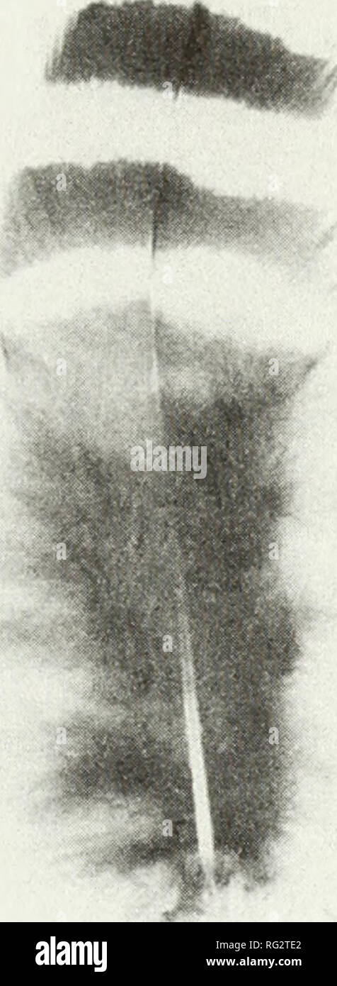 . Die kanadische Feld - naturforscher. Natural History; Baron. 2005 Lumsden: Gefieder und internen Morphologie von "praire Grouse" 517. Bitte beachten Sie, dass diese Bilder sind von der gescannten Seite Bilder, die digital für die Lesbarkeit verbessert haben mögen - Färbung und Aussehen dieser Abbildungen können nicht perfekt dem Original ähneln. extrahiert. Ottawa Field-Naturalists' Club. Ottawa, Ottawa Field-Naturalists' Club Stockfoto