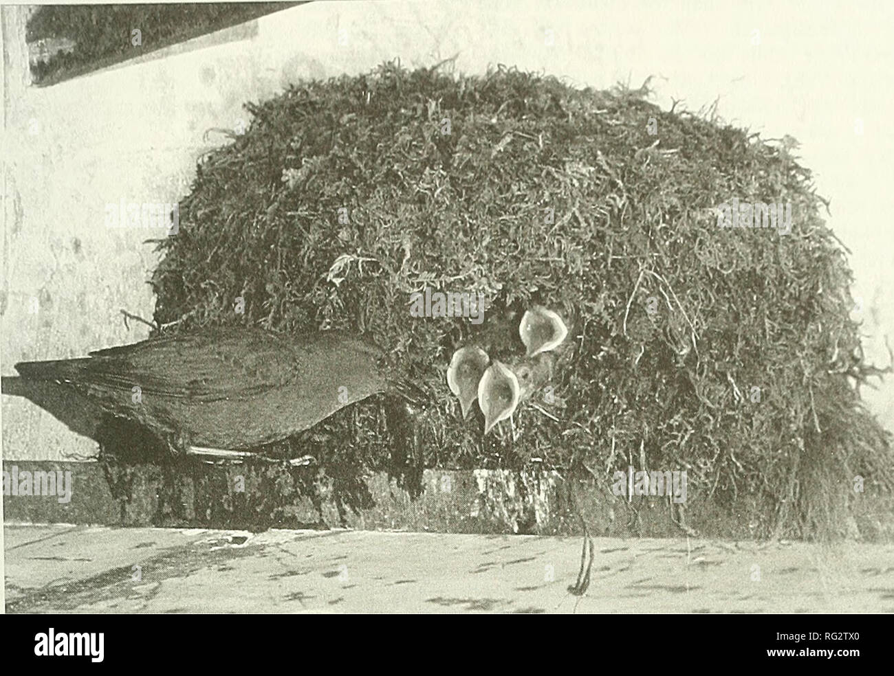 . Die kanadische Feld - naturforscher. 2004 Anhang 447. Abbildung 1. Nach amerikanischen Pendelarm liefern Tailed frog Kaulquappe zu nestlinge zu einem Nest unter einer Protokollierung Straße Brücke auf Tamihi Creek, British Columbia, im Juni 2002. Foto von Roberta Olenick. Mehrfach Fütterung auf Tailed frog Ascaphus truei){Larven. Bereich Arbeit auf dem amerikanischen Pendelarm wurde in den Chilliwack Fluss-wasserscheide im Cas durchgeführt - Cade Berge im Südwesten der kanadischen Provinz British Columbia. Und beobachten Sie den Pendelarm Nester im Juni und Juli 2002 stellten wir fest mindestens zwei verschiedene Paare von Ameri-can Schöpflöffel, Teilnahme an separa Stockfoto