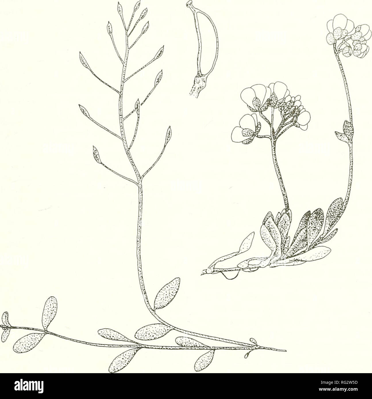 . Die kanadische Feld - naturforscher. 1999 Murray und Parker: taxonomische Einteilung von Cardamine ogilviensis661. Abbildung 2. Fruchtkörper und blühenden Pflanzen von Cardamine ogilviensis. Zeichnung von Dominique Collet. Daher konnten die Palette der geo- grafischen und ökologischen Ausdruck von D. pumila zu bewerten. Es ist klar, dass, ob groß oder klein, ob aus dem hohen Norden (subsp arctica) oder Süden (subsp Pumila), D. Pumila wird konsequent scapose und sessile gespaltener Haare auf dem Blatt mar-Gins, selbst wenn der Rest der Pflanze kahl ist. Wer die circumscrip Stockfoto