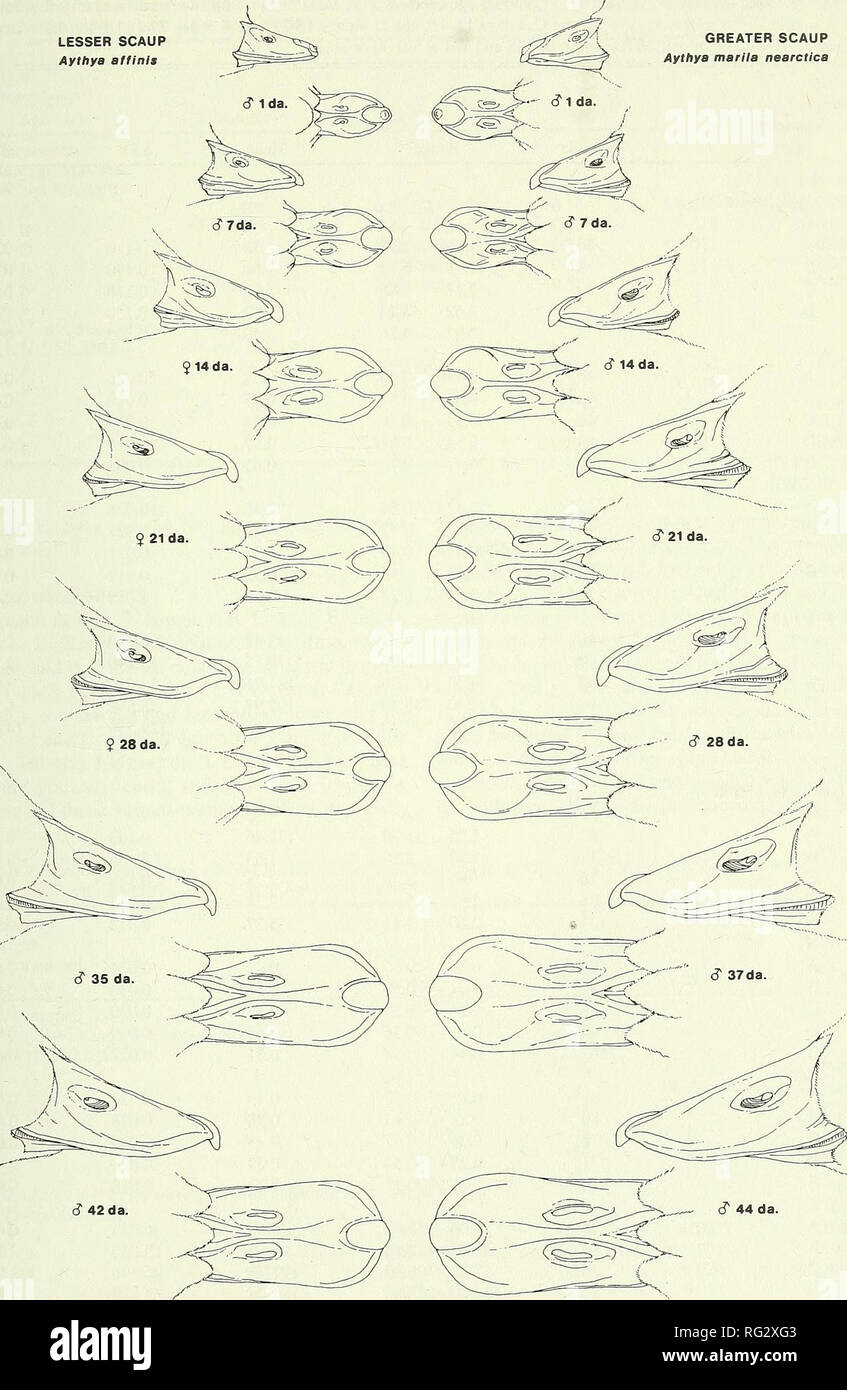 . Die kanadische Feld - naturforscher. 1996 Nelson: Identifizierung von Scaup Entenküken 289 LESSER SCAUP Aylhya affinis GRÖSSER SCAUP Aythya marila nearctica. Abbildung 1. Vergleich der Rechnungen von Entenküken von Lesser Scaup und größere Scaup von I bis 40+ Tage.. Bitte beachten Sie, dass diese Bilder sind von der gescannten Seite Bilder, die digital für die Lesbarkeit verbessert haben mögen - Färbung und Aussehen dieser Abbildungen können nicht perfekt dem Original ähneln. extrahiert. Ottawa Field-Naturalists' Club. Ottawa, Ottawa Field-Naturalists' Club Stockfoto