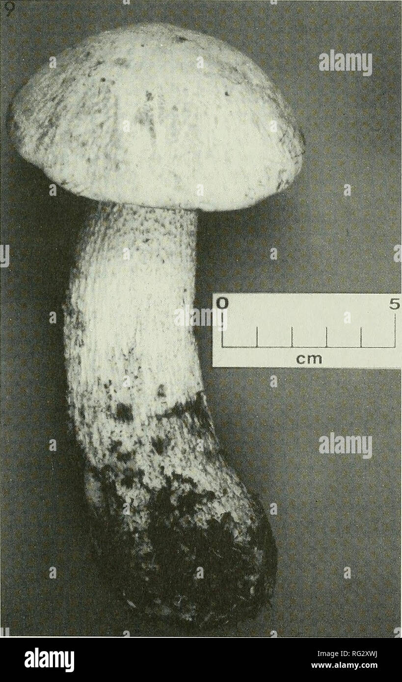 . Die kanadische Feld - naturforscher. 1993 Lamoureux et Neumann: Ergänzungen aux Boletaceae du Quebec 327 et Polulus tremuloides, Lamoureux 576 (CMMTL) et 90-07-04, sous Picea sp., Lamoureux 964 (CMMTL). L. var. insolens brunneomaculatum se distingue par son Hut blass se tachant de Bran au toucher, sa Marge debordante dans le Jeune alter et sa Stuhl devenant violette a la Coupe. Auf pourrait Le confon-dre avec L. holopus (Rostkovius) Watling, une espece Kommune einen Stuhl immuable ou rougissante a la Coupe, et au Hut eine Marge nicht debordante. L. var. insolens brunneomaculatum semble Seltene au Québec: Keine Stockfoto