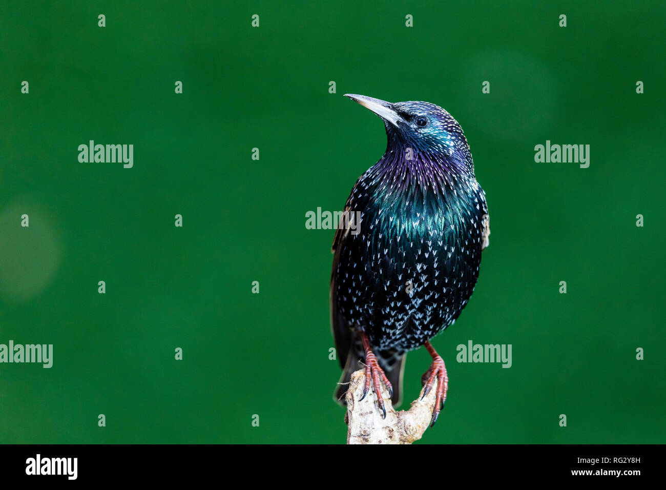 Starling Nahrungssuche in nassen Winter Wetter Stockfoto