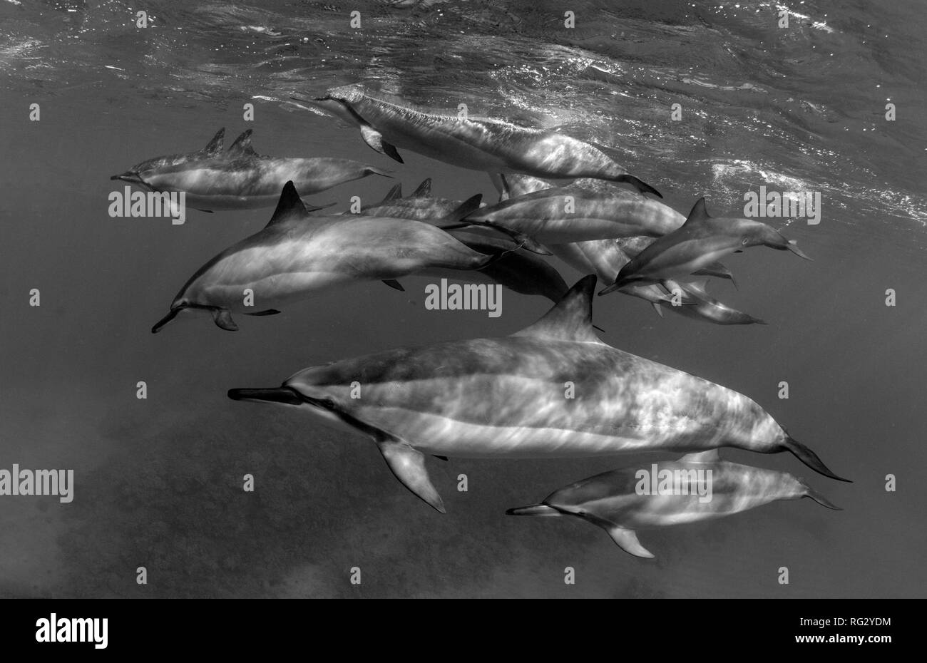 Dolphin pod in Makena, Maui, Hawaii. Stockfoto