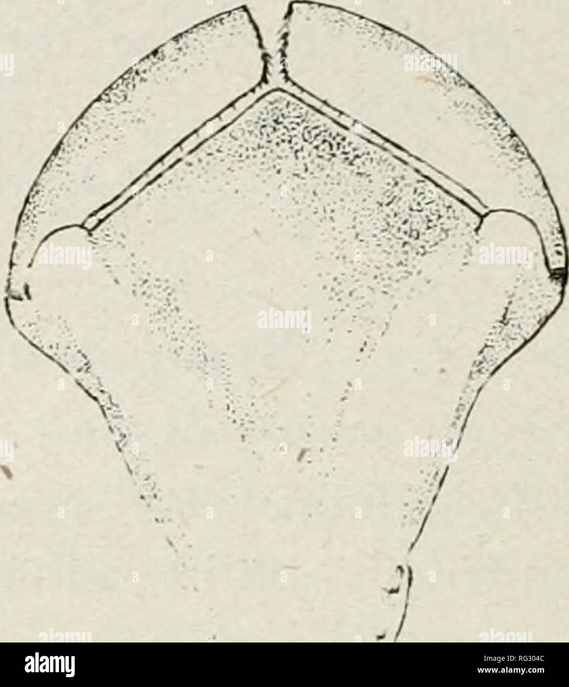 . Die kanadische Entomologen. Insekten; Entomologie. Abb. 40.- Sympelriim pallipes, Schamlippen und der Nymphe von unten. Abb. 41,- Sympelrutn costiferum, Schamlippen und der Nymphe von unten. Aeshna pallipes (Hagen). Diese Sorte, die ich 1913 von nymphen von kleinen Pools in der Nähe von Rock City, Vancouver Island genommen wurde aufgezogen, ist extrem wie S. costiferum, obwohl die Erwachsenen nicht eng miteinander verwandt sind. Es war beschrieben in Can. Ent., 1914, Bd. XLVI, S. 373, PL. XXV, Feigen. 6-8. Die seitlichen Stacheln von Segment 9 sind in der Regel, aber nicht immer, kürzer als in costiferum, und die-seitenlappen des Labiums neigen, zu einigen. Stockfoto