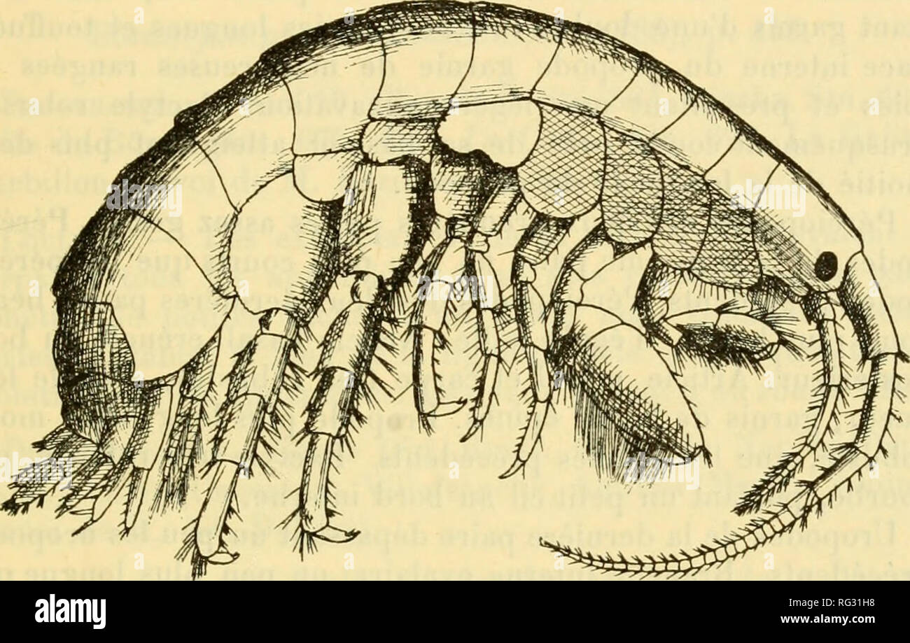 . Campagnes de la Melita: les amphipodes d'Algérie et de Tunisie. Amphipoda. Li: S AMPHIPODES D ALGERIE ET DE TUNISIE 223 Tête lin peu plus Longue que l'ensemlîle des Deux Premiers seginetits du niésosouie. Lappen latéraux arrondis, suivis d'un petit lobe Accessoire, Comme Chez plusieurs espèces du genre Elasmopiis. Plaketten coxales Les quatre Premières paires im peu plus Hautes que les Segmente correspondants du mésosome. Plaketten coxales de la première Paire prolongées en avant, Winkel anté-Rieur arrondi. Lobe antérieur des Plaques coxales de la cin-quième Paire beaucoup plus Haut que le Lobe Stockfoto