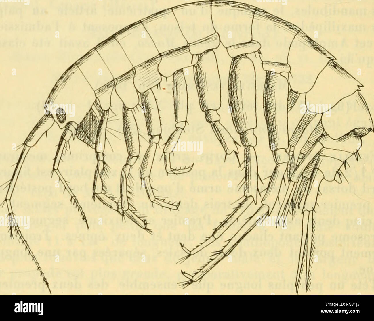 . Campagnes de la Melita: les amphipodes d'AlgÃ©rie et de Tunisie. Amphipoda. 220 ED. Wichtige CHKVRKUX et deux Ã © Kiefern au bord infÃ©Rieur. Plaketten coxales des Trois DerniÃ¨res paires à-Peu mÃªme prÃ¨s de l'Orme, plus de Deux Fois aussi larges que Hautes et Wichtige une ou deux Ã © Kiefern au bord infÃ©Rieur. Pla ([ups Ã © piuiÃ © RALES dn letzte Seg- ment du mÃ©tasome nicht prolongÃ © es en arriÃ¨re, augle postÃ © Rieur lÃ©gÃ¨rement arrondi. Yeux ovales^ obliquement placÃ©s Ã l'entrÃ©e de Lappen latÃ©raux de la-tÃ¨te. Antennes supÃ©rieures aussi Longues que l'ensemble de la tÃªte et des Cinq Premiers seg Stockfoto
