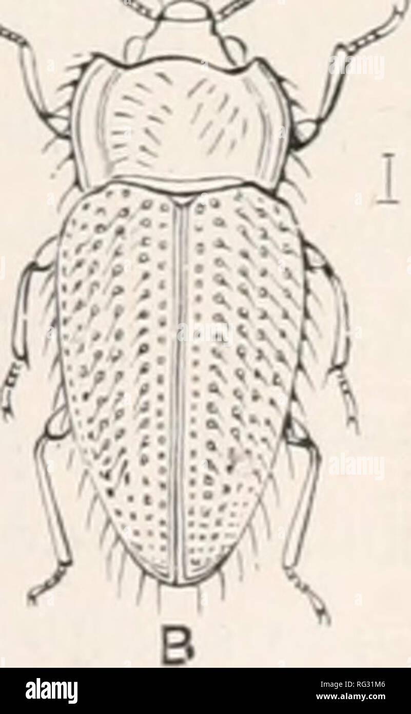 . Die Cambridge Natural History. Zoologie. COCCINELLIDAE ENDOMYCHIDAE