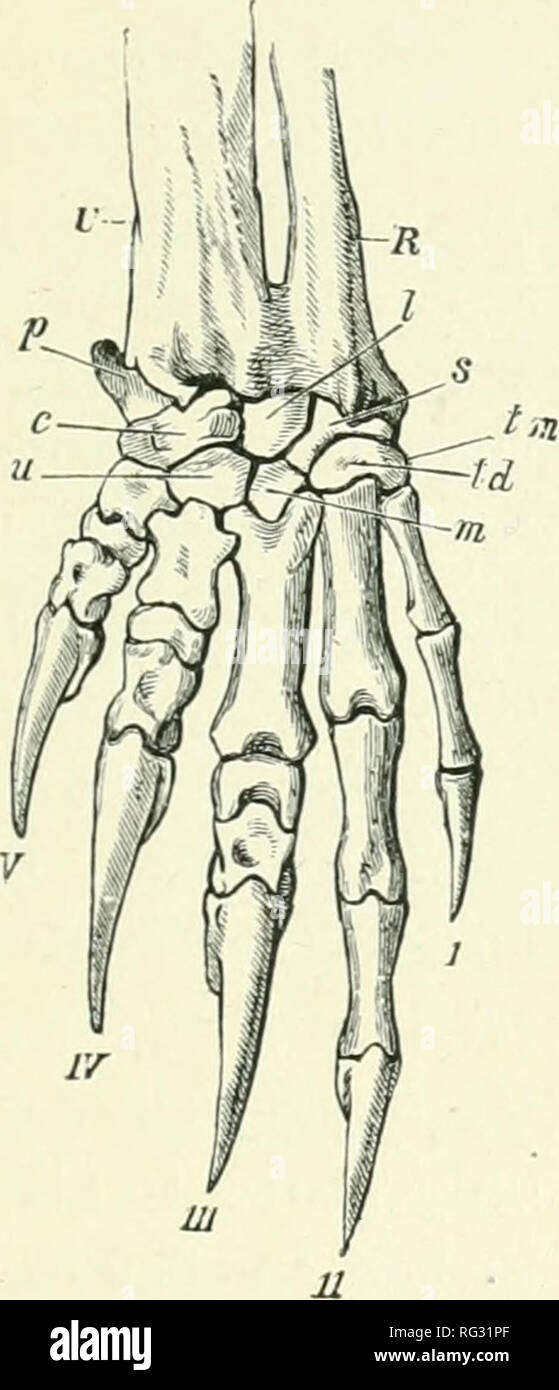 . Die Cambridge Natural History. Zoologie. Wirbel und Rippen 175 variiert; zwei bis vier können so geeint werden. Die zusätzlichen Gelenkknorpel Facetten auf die rückenwirbel wurden bereits kommentiert als wichtige Ähnlichkeit mit anderen amerikanischen Edentates. Die rückenwirbel sind häufig in Nummer Elf, die Lendenwirbelsäule wird drei. Aber in Priodon sind die Zahlen 12 und 2. Gibt es Spuren zu l) e des doppelköpfigen Befestigung der Rippen mit dem Brustbein beobachtet. Die. Abb. 100.- Knochen des rechten luaiius der Haarigen Gürteltier. Dasypus villosus. x^. c, Keilschrift;/, Lunar Stockfoto