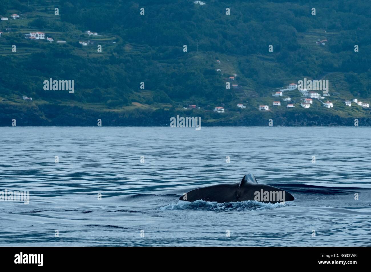 Ein Pottwal Schwanz in der Nähe der Küste von Pico Island, Azoren Stockfoto