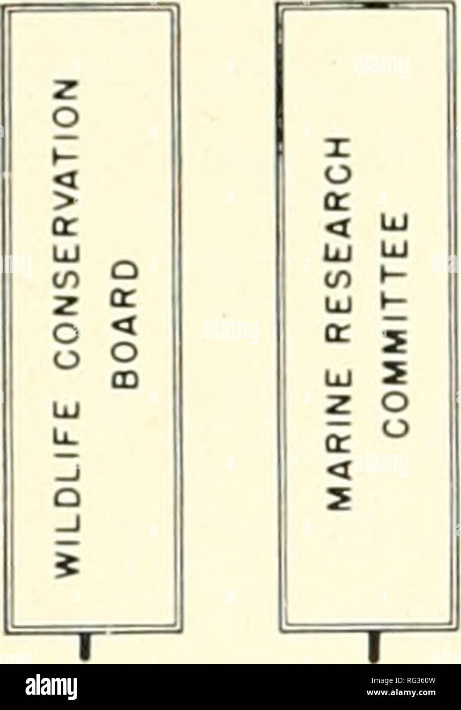 . Kalifornien Fisch und Wild. Fischerei - Kalifornien; Spiel und Spiel - Vögel - Kalifornien; Fische - Kalifornien; Tier Bevölkerungsgruppen; Pêches; Gibier; Poissons. 12 ABTEILUNG DER FISCHE UND SPIEL STAAT VON KALIFORNIEN, Abteilung der Fische und des Spiels ORGANISATIONSSTRUKTUR. Bitte beachten Sie, dass diese Bilder sind von der gescannten Seite Bilder, die digital für die Lesbarkeit verbessert haben mögen - Färbung und Aussehen dieser Abbildungen können nicht perfekt dem Original ähneln. extrahiert. Kalifornien. Abt. der Fische und des Spiels; Kalifornien. Fisch und Wild Kommission; Kalifornien. Abteilung der Fische und Spiel Stockfoto